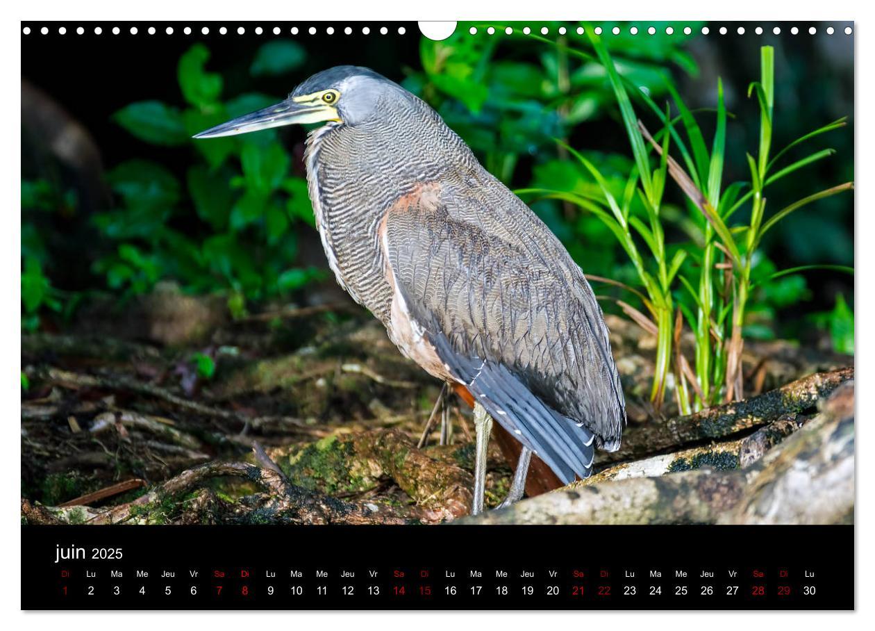 Bild: 9781325937059 | Costa Rica Paradis de la Biodiversité (Calendrier mural 2025 DIN A3...