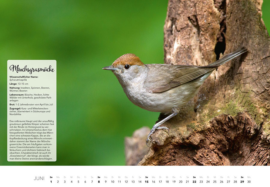 Bild: 9783966648370 | Unsere Gartenvögel Kalender 2025 | Kalender | Spiralbindung | 14 S.