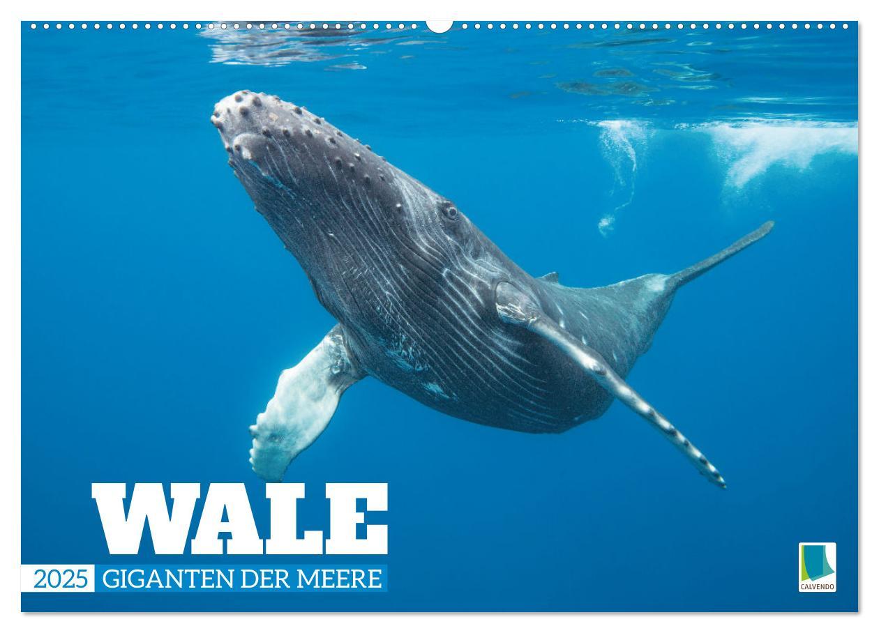 Cover: 9783383865718 | Wale: Giganten der Meere (Wandkalender 2025 DIN A2 quer), CALVENDO...