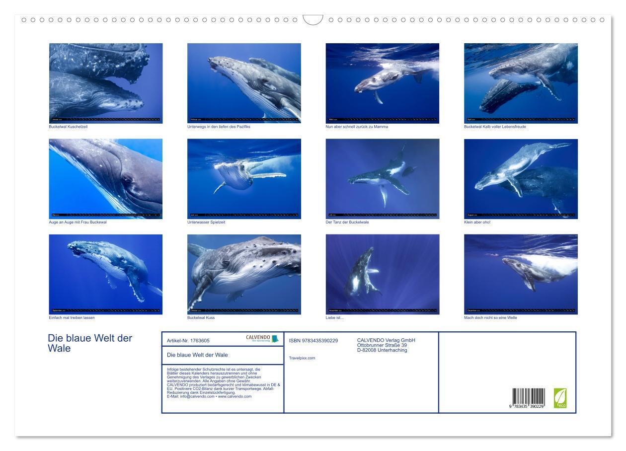 Bild: 9783435390229 | Die blaue Welt der Wale (Wandkalender 2025 DIN A2 quer), CALVENDO...