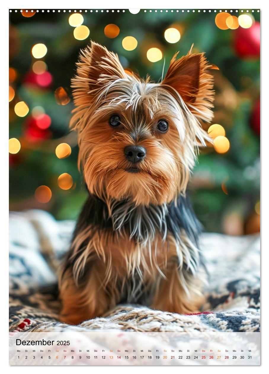 Bild: 9783383771736 | Yorkshire Terrier - ein Hund mit starkem Charakter (Wandkalender...