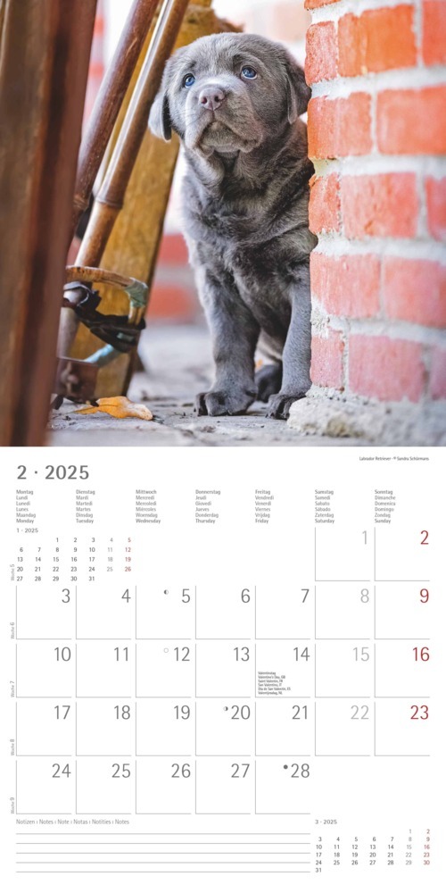 Bild: 4251732340667 | Alpha Edition - Welpen 2025 Broschürenkalender, 30x30cm,...