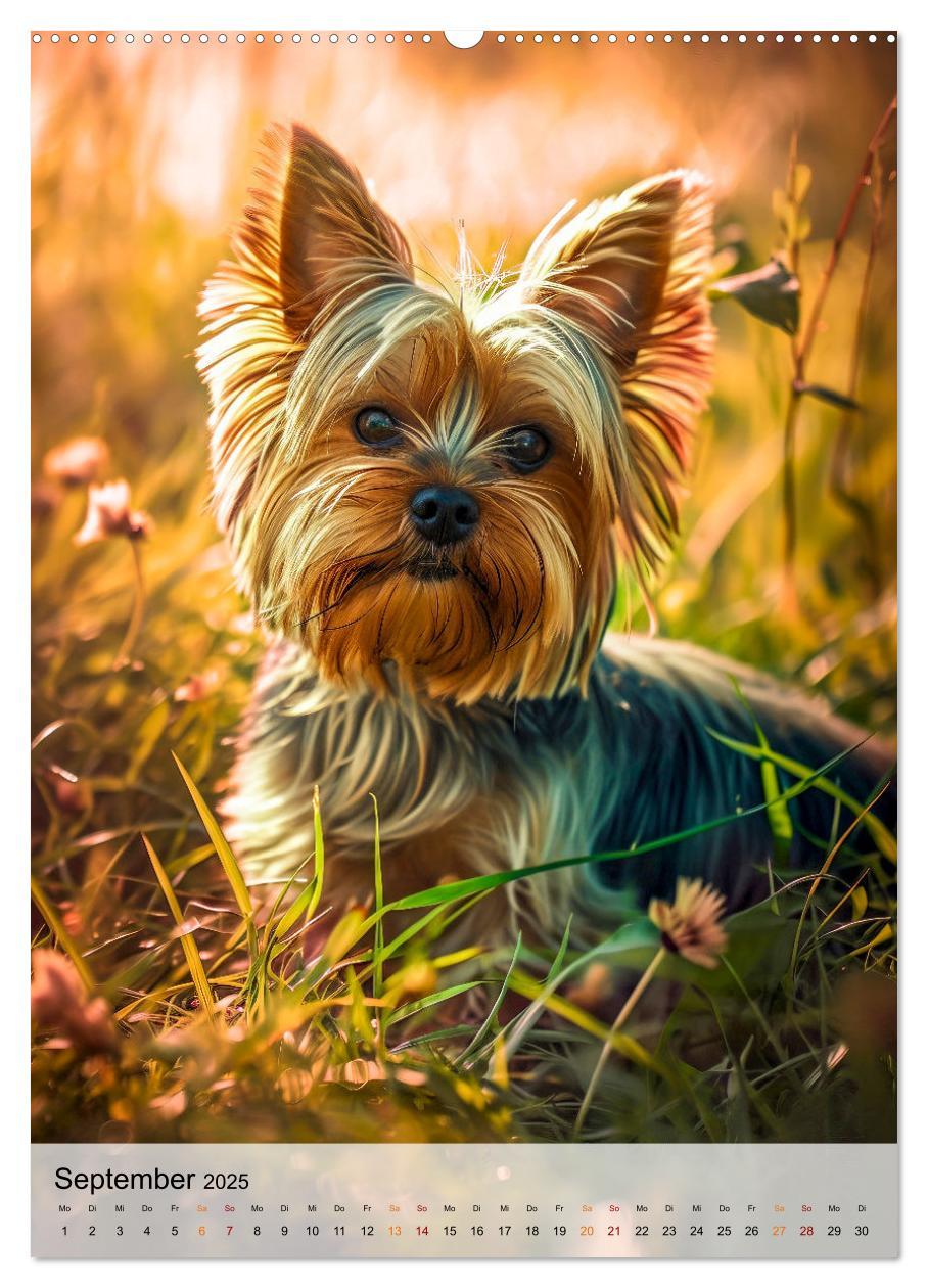 Bild: 9783383771736 | Yorkshire Terrier - ein Hund mit starkem Charakter (Wandkalender...