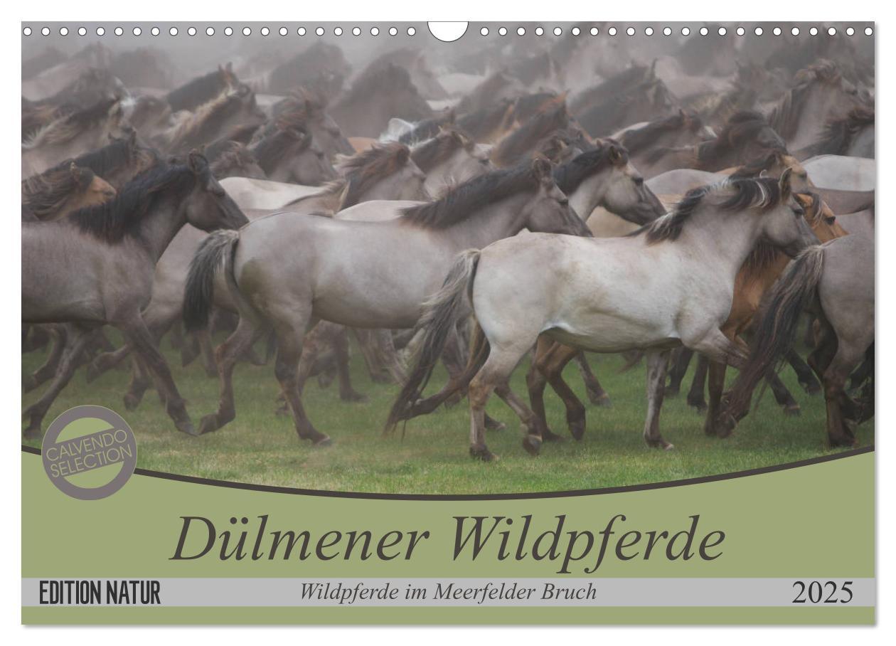 Cover: 9783435411573 | Dülmener Wildpferde - Wildpferde im Meerfelder Bruch (Wandkalender...