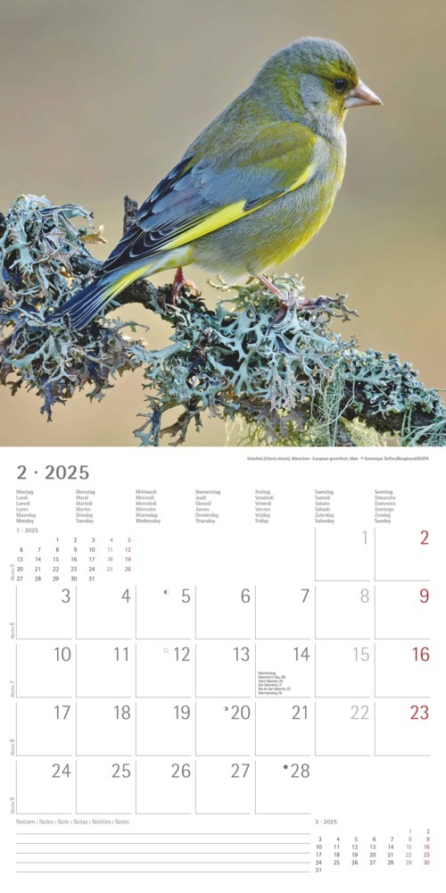 Bild: 4251732340728 | Alpha Edition - Vögel 2025 Broschürenkalender, 30x30cm,...