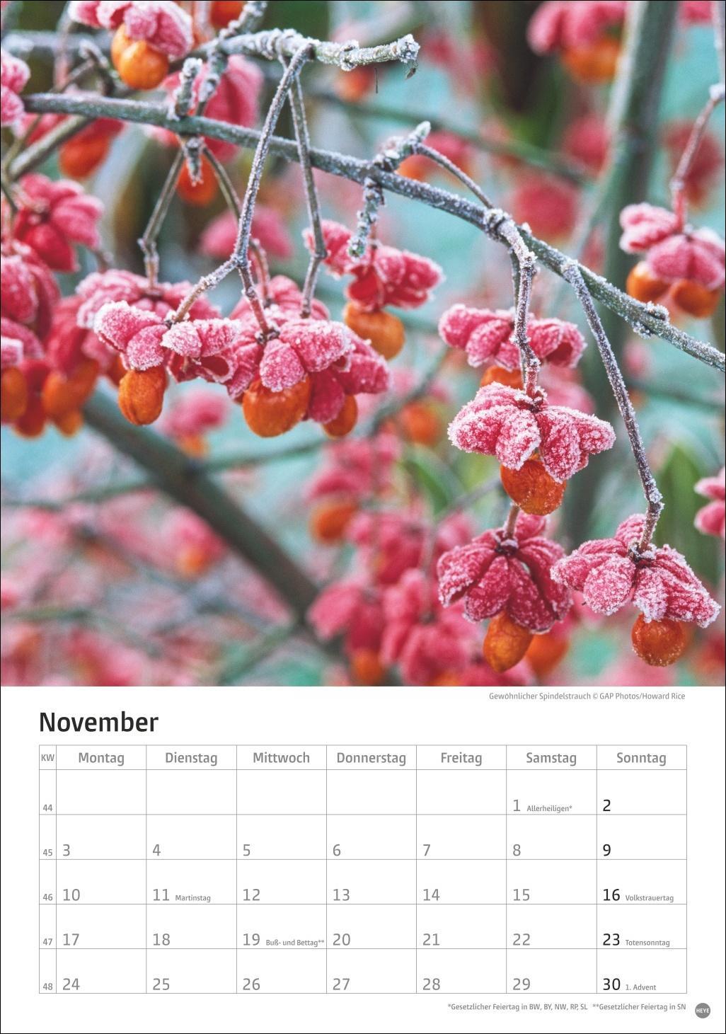 Bild: 9783756405572 | Gartenzauber Kalender 2025 | Heye | Kalender | Spiralbindung | 13 S.