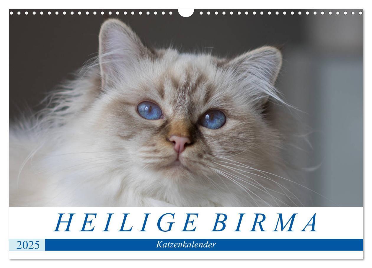 Cover: 9783435758036 | Heilige Birma Katzenkalender (Wandkalender 2025 DIN A3 quer),...