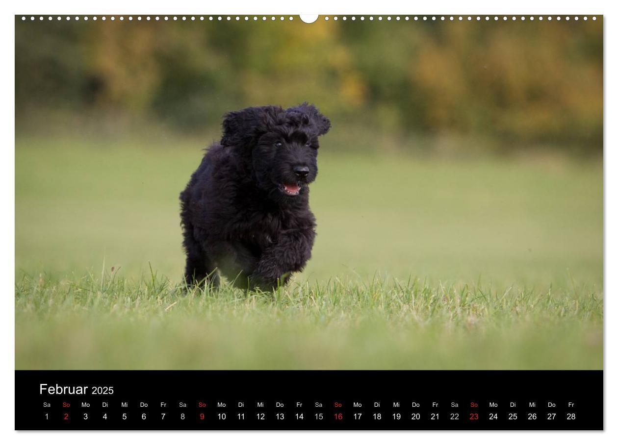 Bild: 9783435822652 | Hundewelpen (Wandkalender 2025 DIN A2 quer), CALVENDO Monatskalender