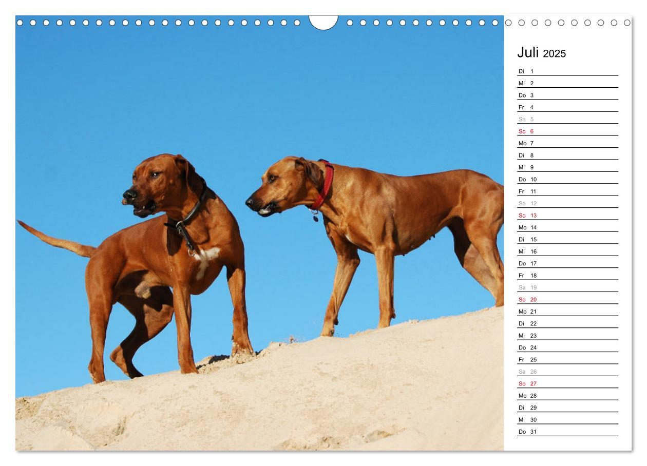 Bild: 9783435454617 | Rhodesian Ridgeback Terminkalender (Wandkalender 2025 DIN A3 quer),...