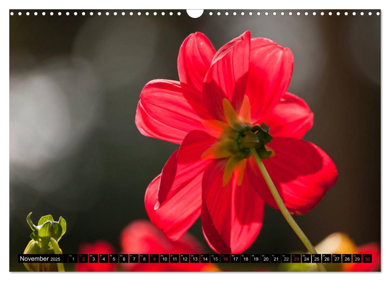 Bild: 9783435663651 | Dahlia - Dahlien (Wandkalender 2025 DIN A3 quer), CALVENDO...