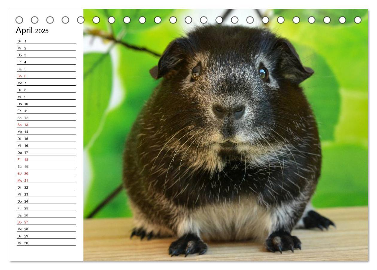 Bild: 9783435718887 | Meerschweinchen Niedliche Herzensbrecher (Tischkalender 2025 DIN A5...