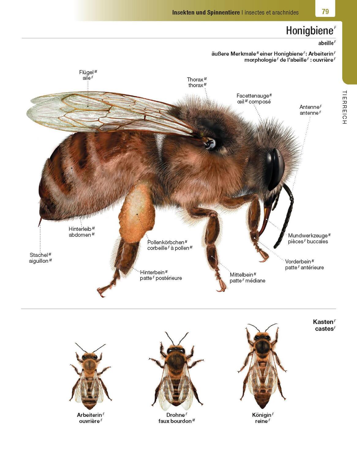 Bild: 9783125144248 | Langenscheidt Illustriertes Wörterbuch Französisch | Buch | Deutsch