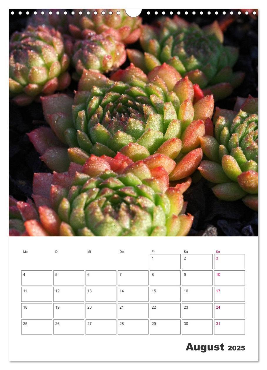 Bild: 9783457021675 | Ich liebe Sempervivum (Wandkalender 2025 DIN A3 hoch), CALVENDO...