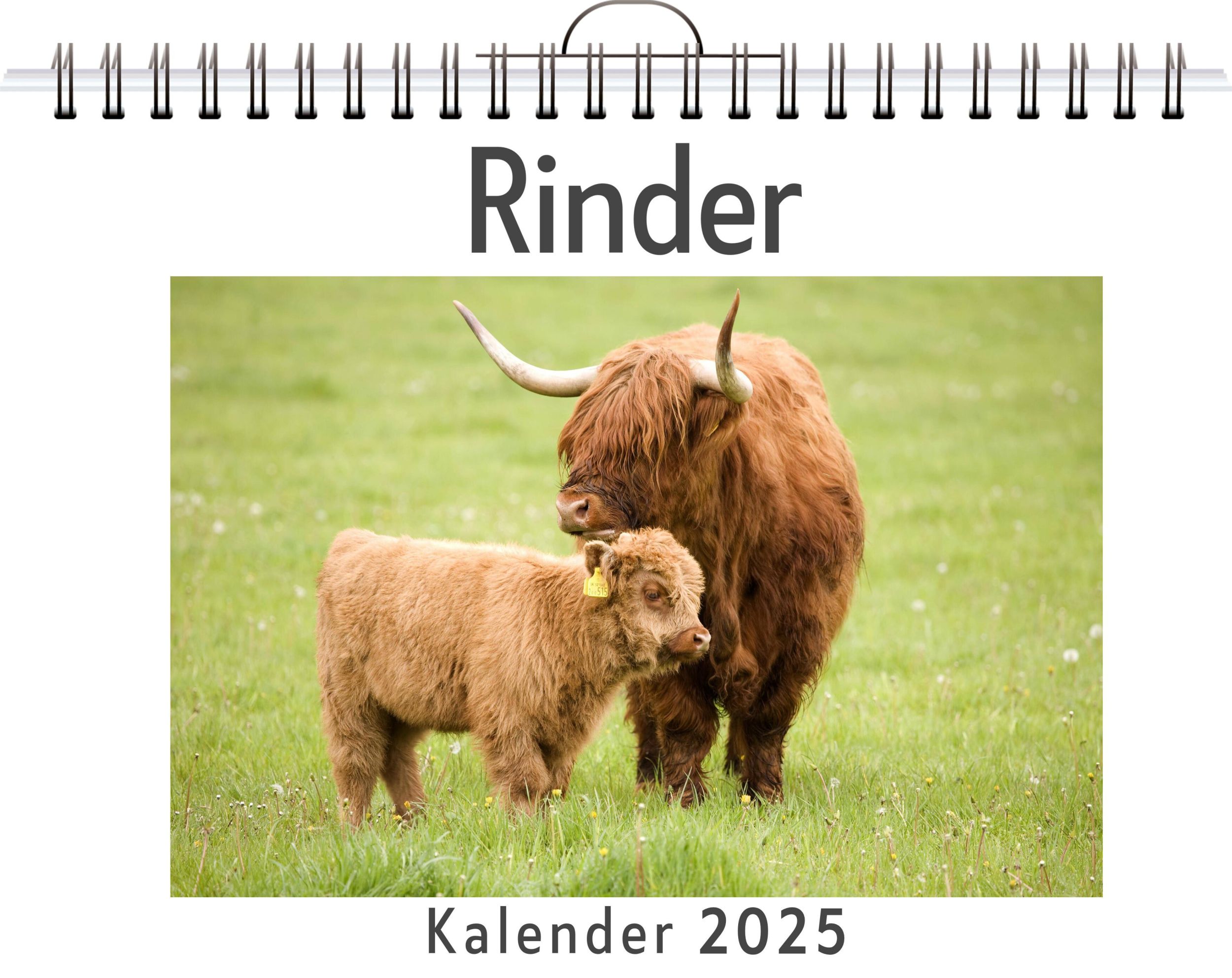 Cover: 9783759121998 | Rinder - (Wandkalender 2025, Kalender DIN A4 quer, Monatskalender...