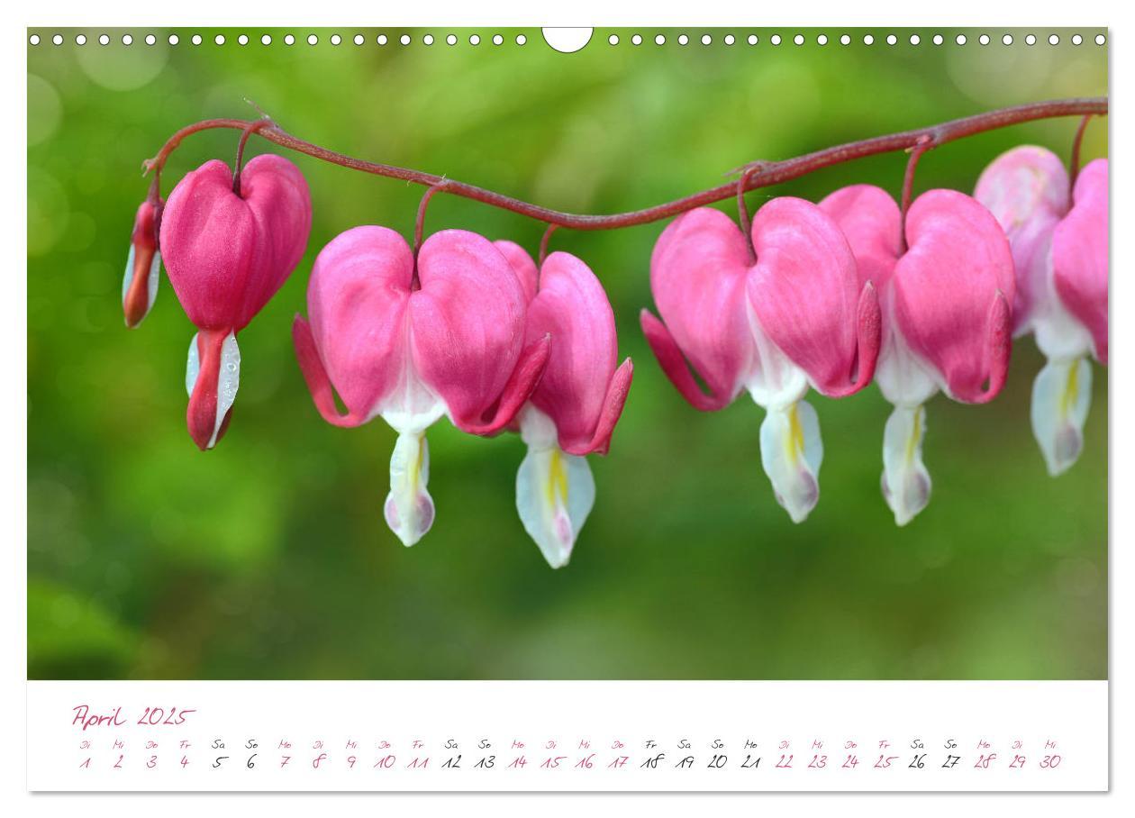 Bild: 9783435212743 | Blütenträume in violett und pink (Wandkalender 2025 DIN A3 quer),...