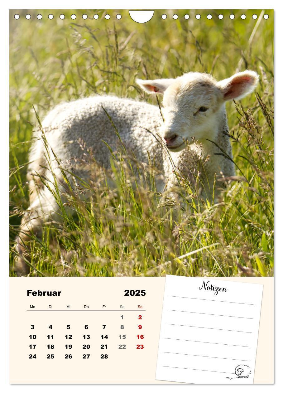 Bild: 9783435844517 | Lämmerglück (Wandkalender 2025 DIN A4 hoch), CALVENDO Monatskalender