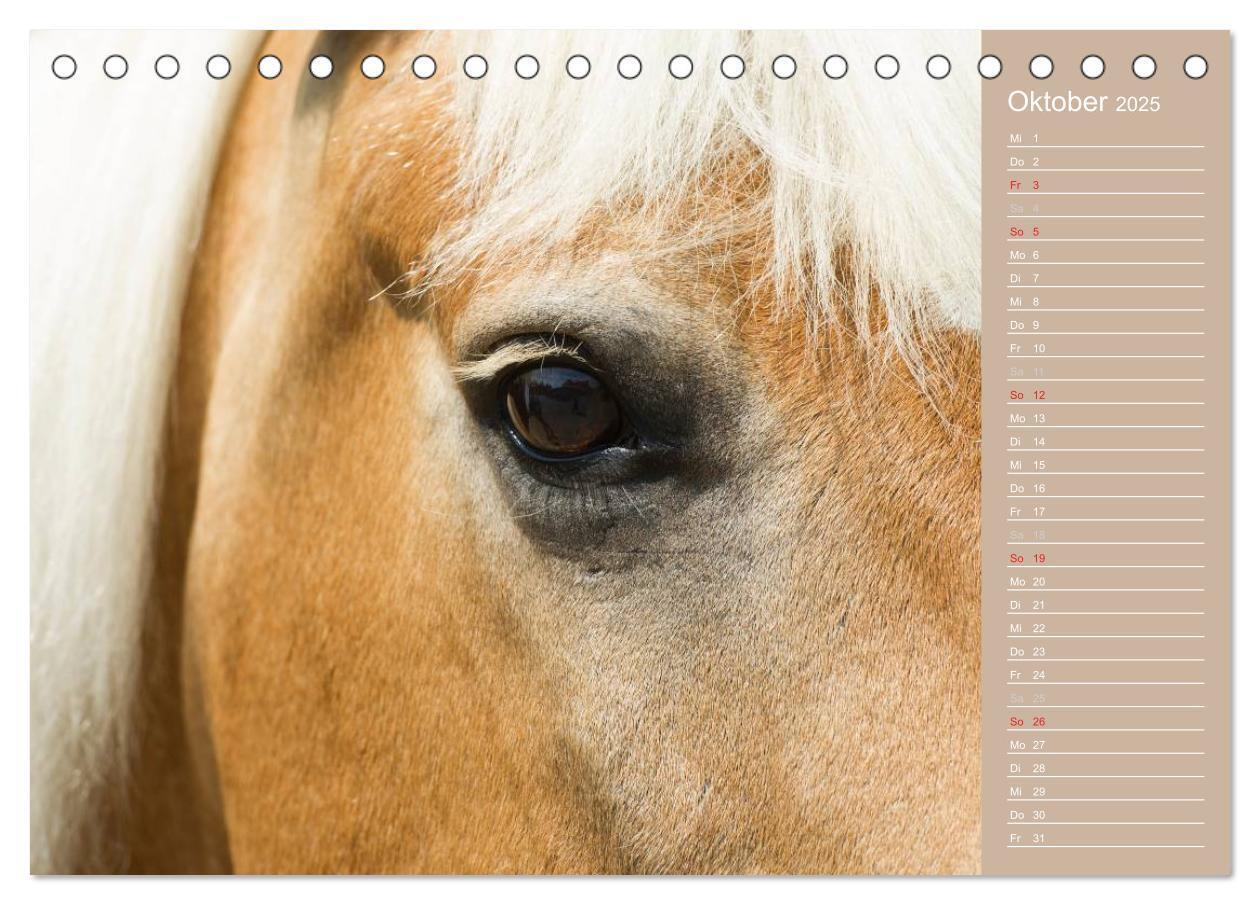 Bild: 9783435723737 | Haflinger / Geburtstagskalender (Tischkalender 2025 DIN A5 quer),...