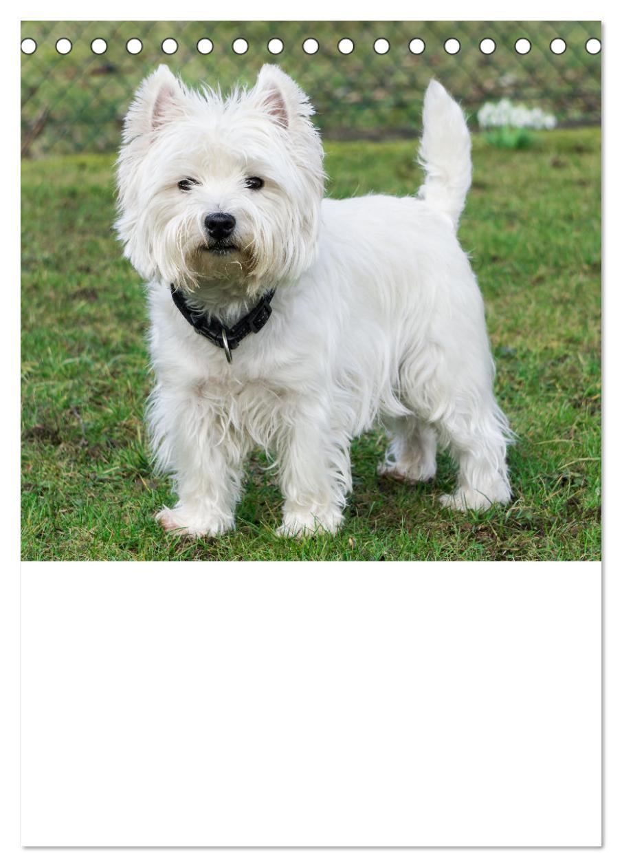 Bild: 9783435882779 | West Highland White Terrier - Herzensbrecher auf vier Pfoten...