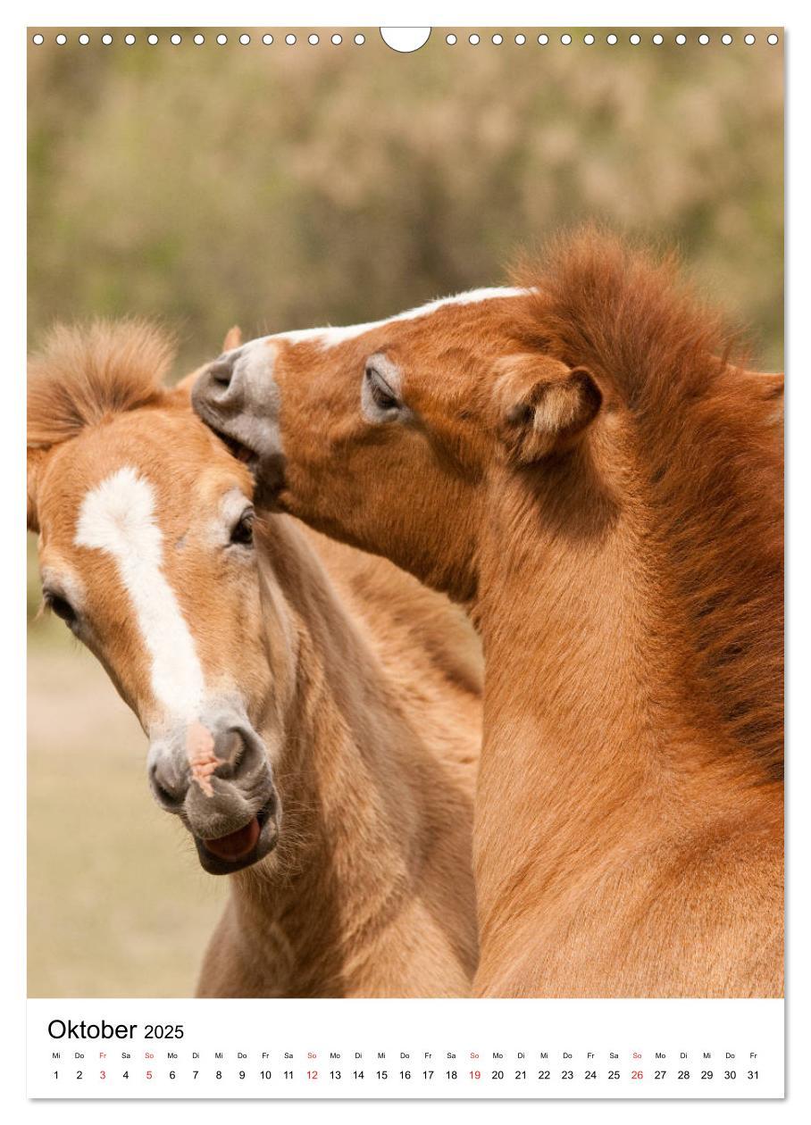 Bild: 9783435971725 | Camargue Pferde - weiße Mähnen (Wandkalender 2025 DIN A3 hoch),...