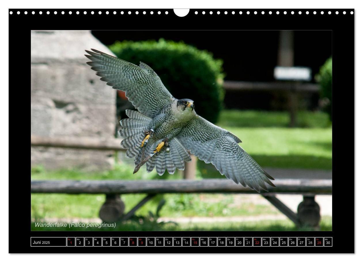 Bild: 9783435695461 | Falken im Flug und im Porträt (Wandkalender 2025 DIN A3 quer),...