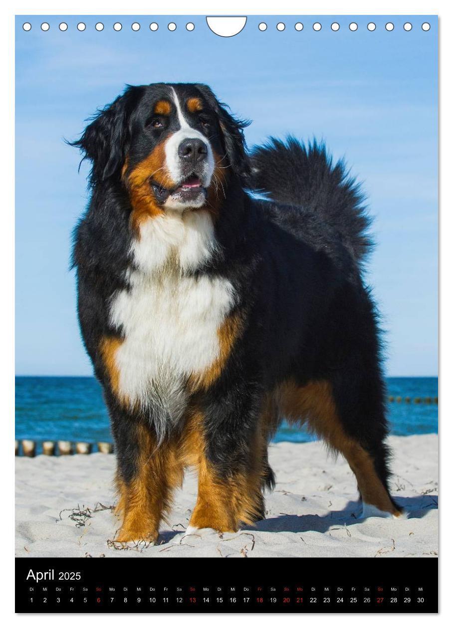 Bild: 9783457069394 | Berner Sennenhund 2025 (Wandkalender 2025 DIN A4 hoch), CALVENDO...