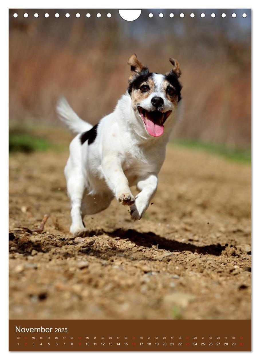 Bild: 9783457064986 | Jack Russell Terrier (Wandkalender 2025 DIN A4 hoch), CALVENDO...