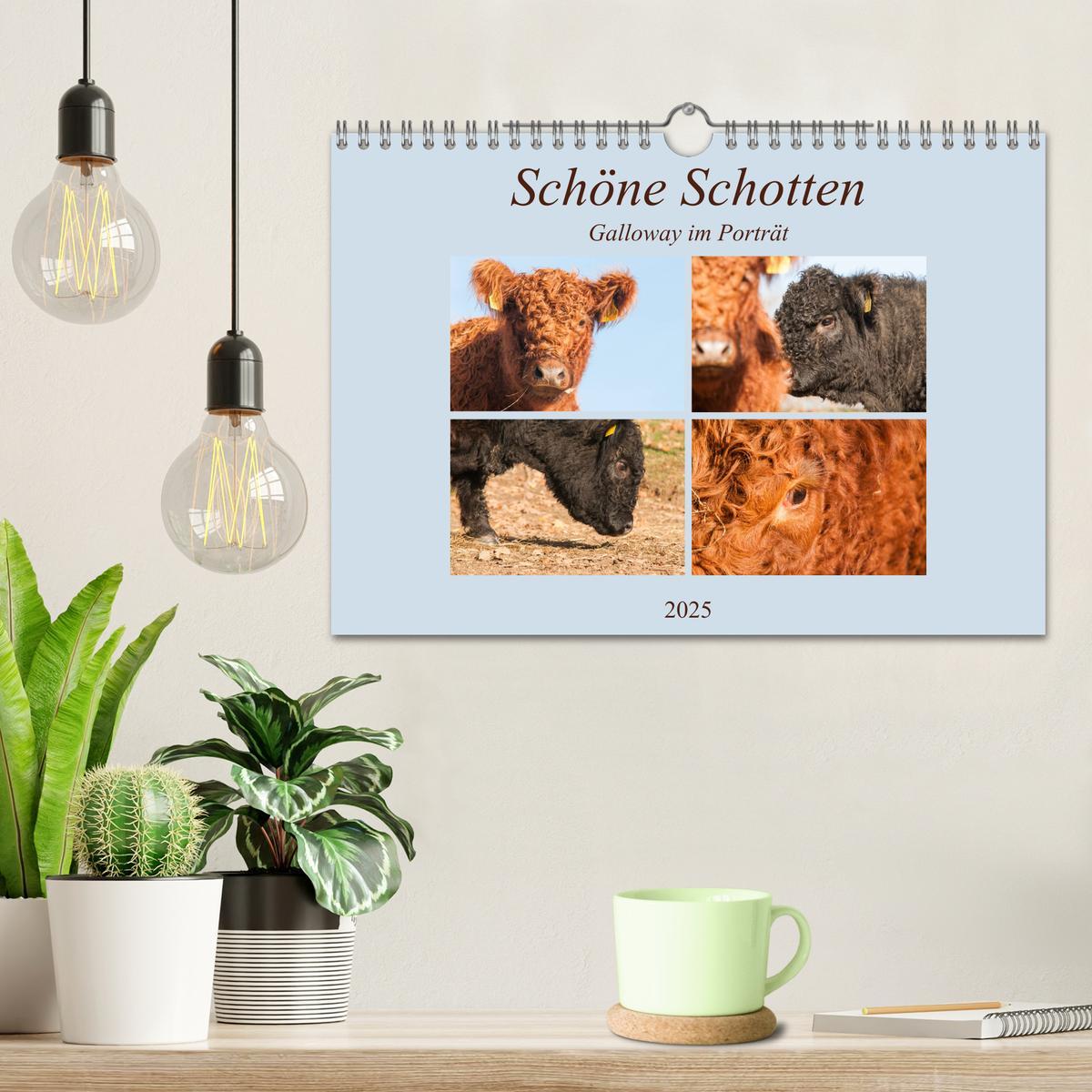 Bild: 9783435182169 | Schöne Schotten - Galloway im Porträt (Wandkalender 2025 DIN A4...