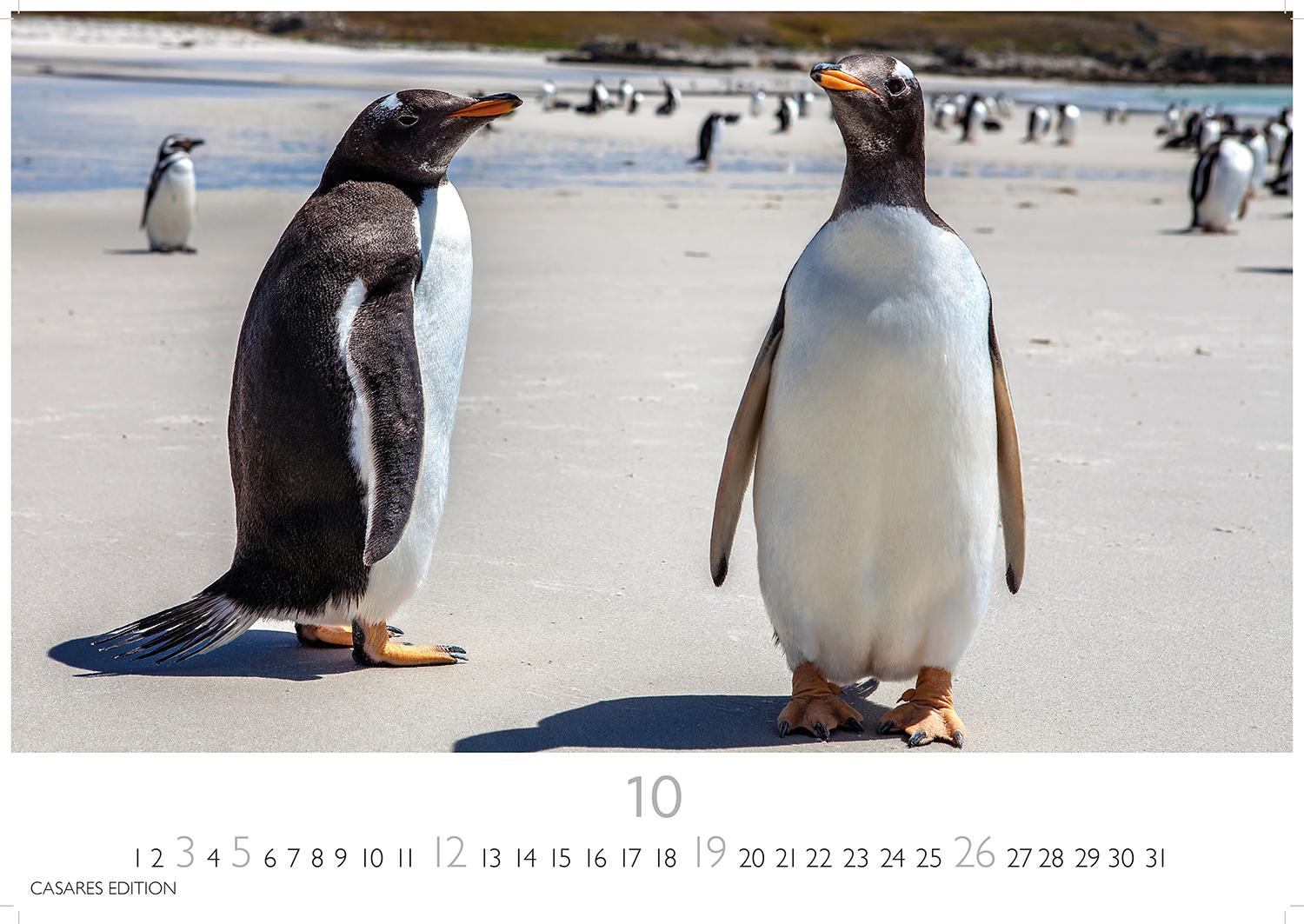 Bild: 9781835241202 | Pinguine 2025 L 35x50cm | Kalender | 14 S. | Deutsch | 2025