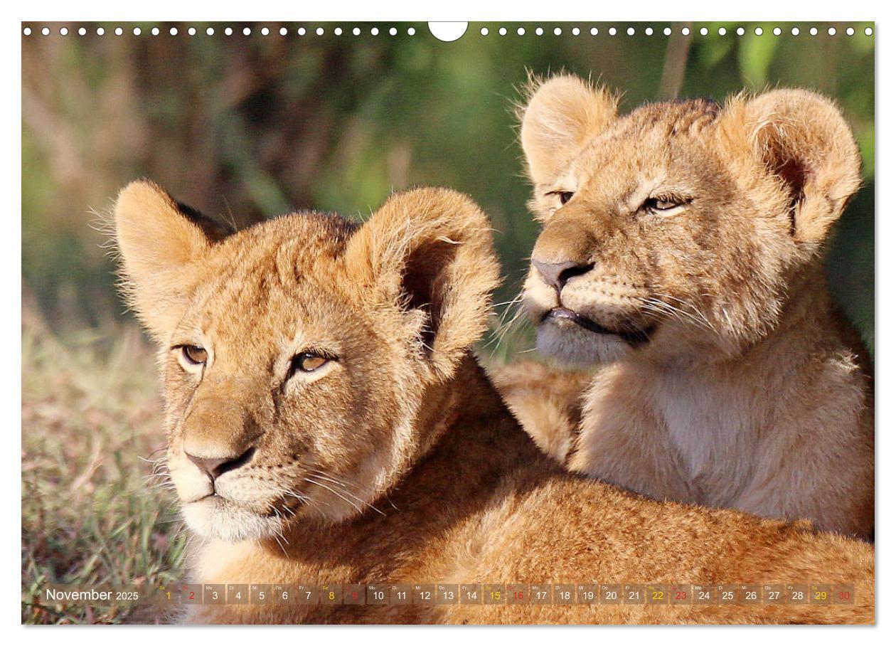 Bild: 9783435598656 | Löwen und Leoparden - Begegnungen in Afrika (Wandkalender 2025 DIN...