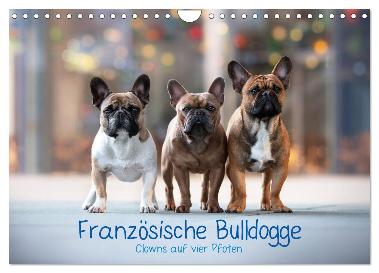 Cover: 9783435222506 | Französische Bulldogge - Clowns auf vier Pfoten (Wandkalender 2025...