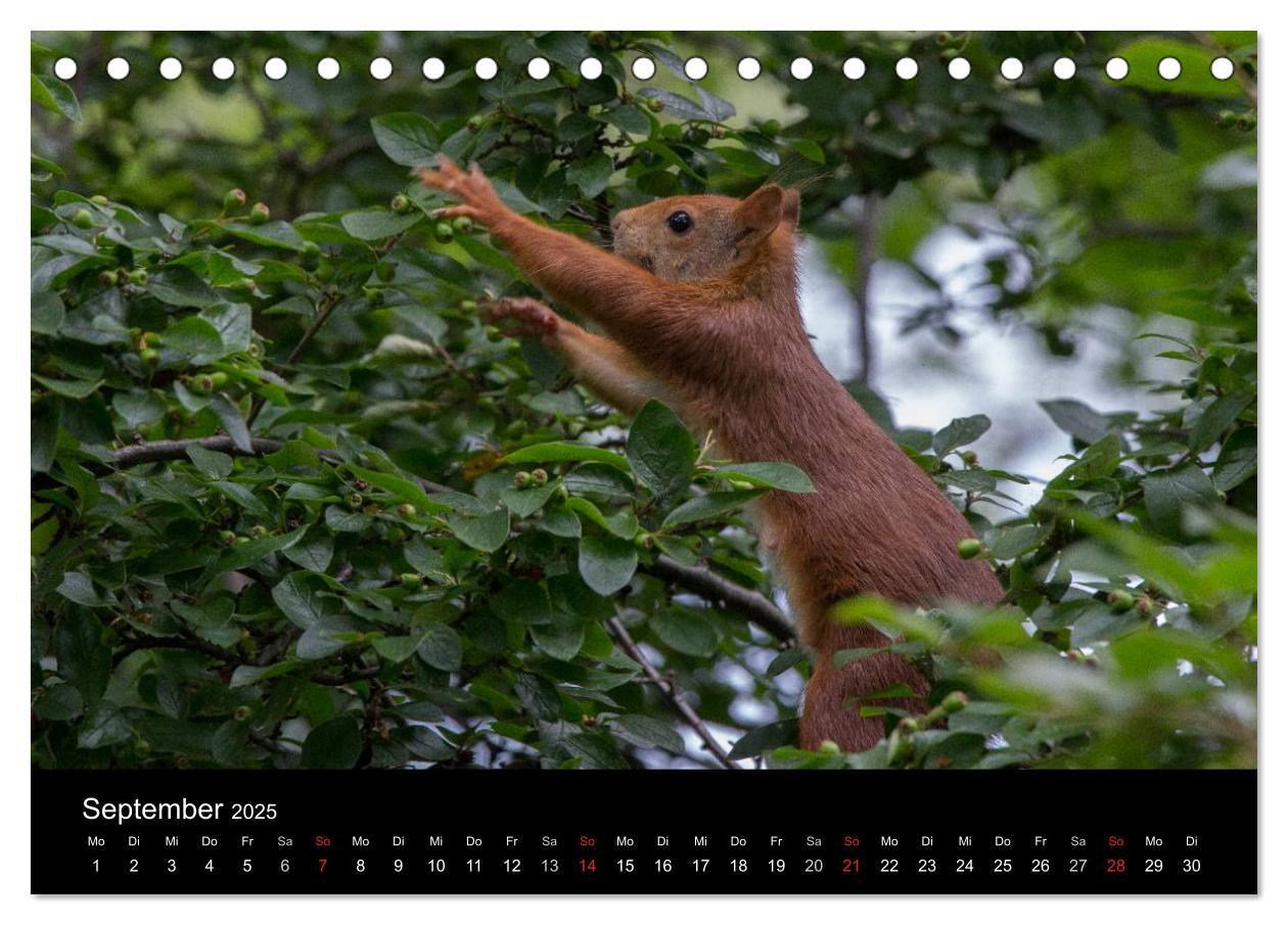 Bild: 9783435669271 | Mit dem Eichhörnchen durchs Jahr (Tischkalender 2025 DIN A5 quer),...