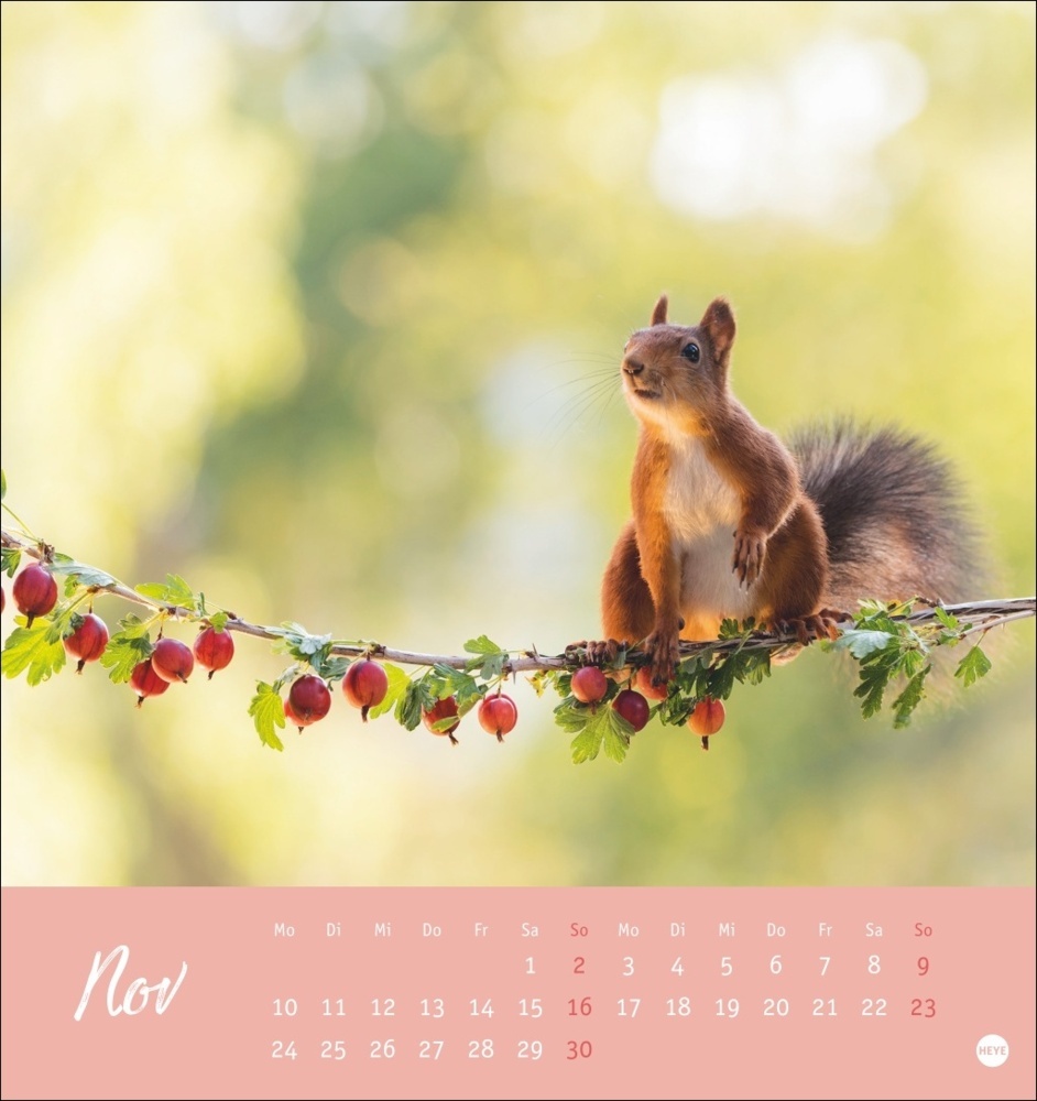 Bild: 9783756407071 | Eichhörnchen Postkartenkalender 2025 | Kalender | Spiralbindung | 2025