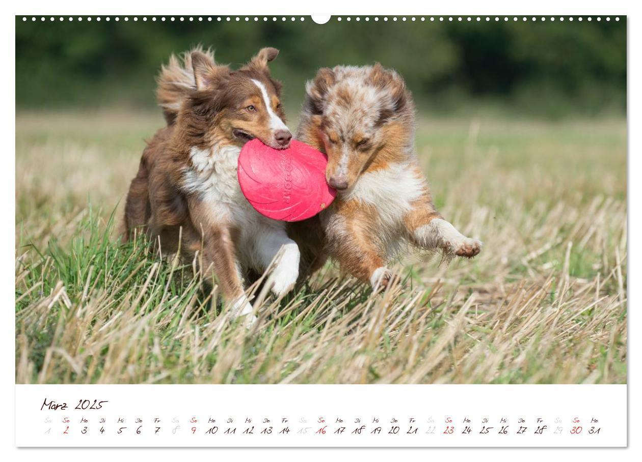 Bild: 9783435808779 | Wunderbare Australian Shepherds (Wandkalender 2025 DIN A2 quer),...