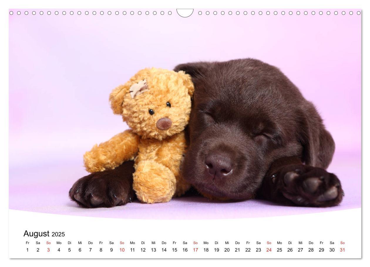 Bild: 9783435199266 | Labrador Welpen - Labrador Puppies (Wandkalender 2025 DIN A3 quer),...