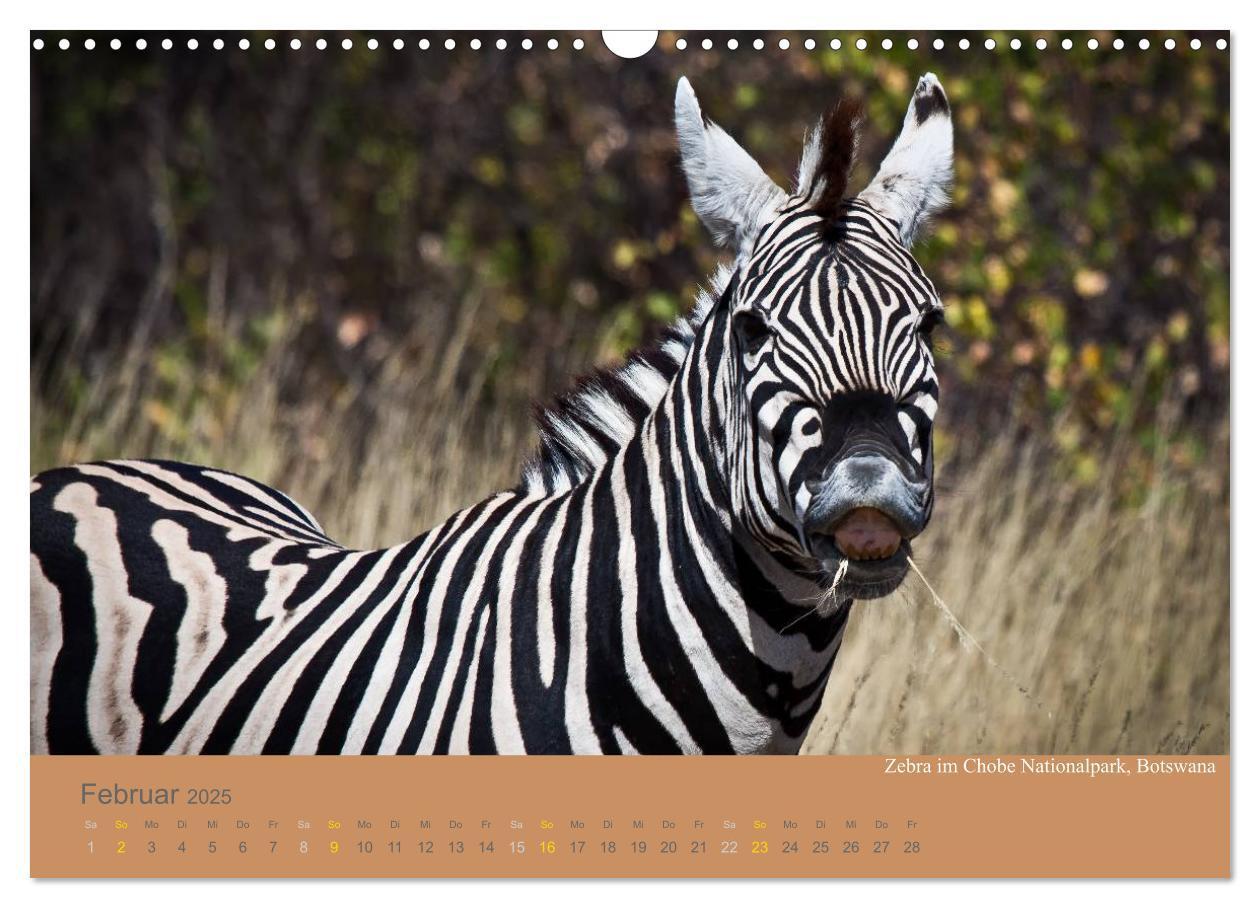 Bild: 9783435830077 | Afrika Impressionen. NAMIBIA - SÜDAFRIKA - BOTSWANA (Wandkalender...