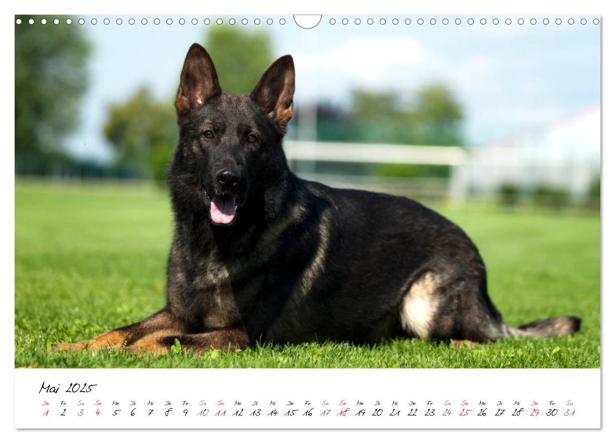 Bild: 9783435713554 | Der graue Deutsche Schäferhund (Wandkalender 2025 DIN A3 quer),...