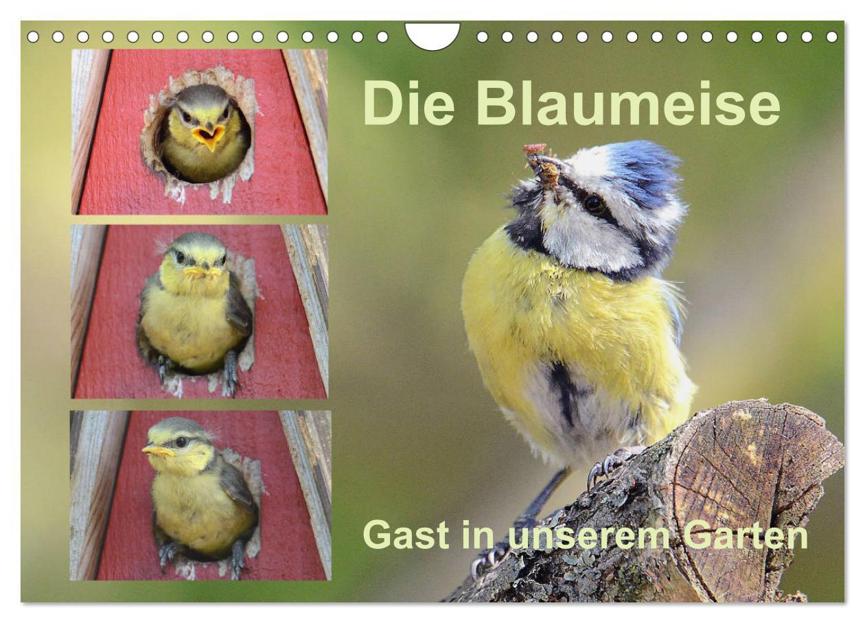 Cover: 9783435260041 | Die Blaumeise, Gast in unserem Garten (Wandkalender 2025 DIN A4...