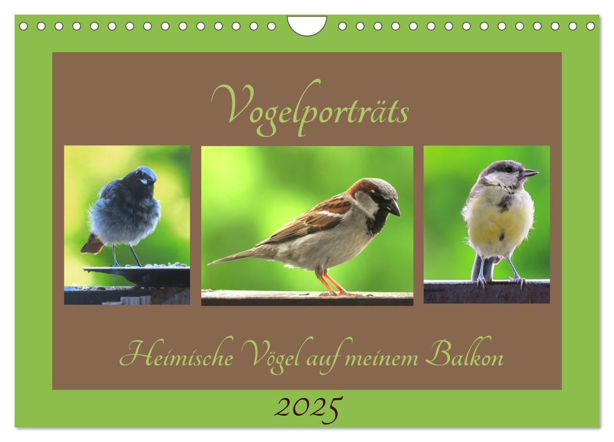 Cover: 9783435206049 | Vogelporträts - Heimische Vögel auf meinem Balkon (Wandkalender...