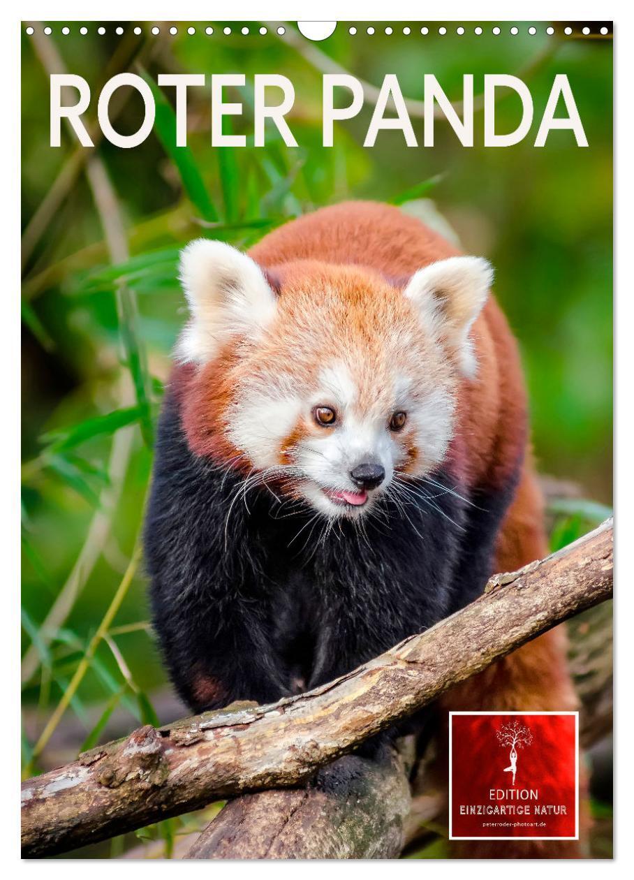 Cover: 9783435987412 | Roter Panda (Wandkalender 2025 DIN A3 hoch), CALVENDO Monatskalender