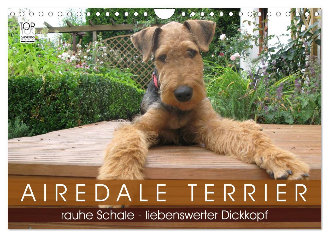 Cover: 9783435666003 | Airedale Terrier (Wandkalender 2025 DIN A4 quer), CALVENDO...