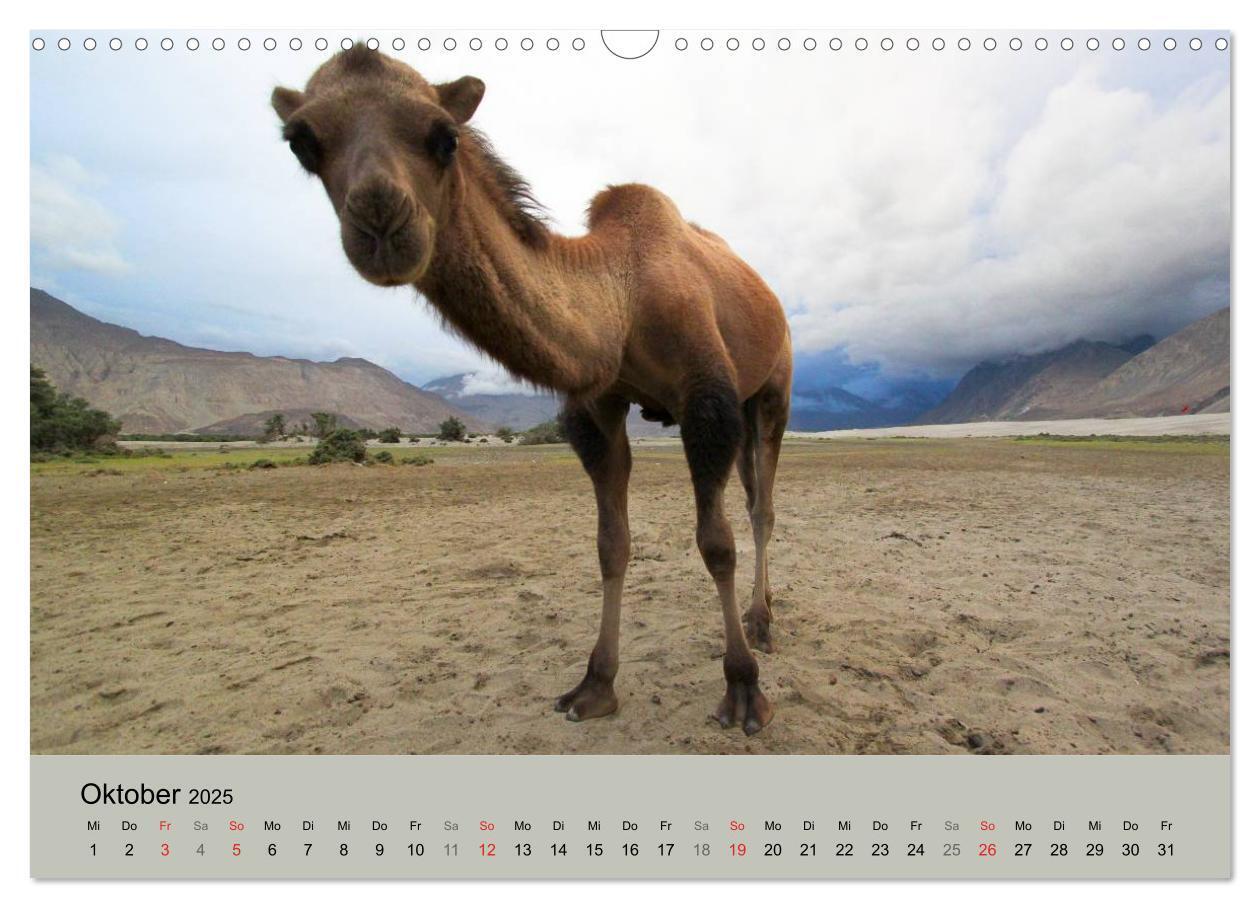 Bild: 9783435591688 | Kamel Porträt (Wandkalender 2025 DIN A3 quer), CALVENDO Monatskalender