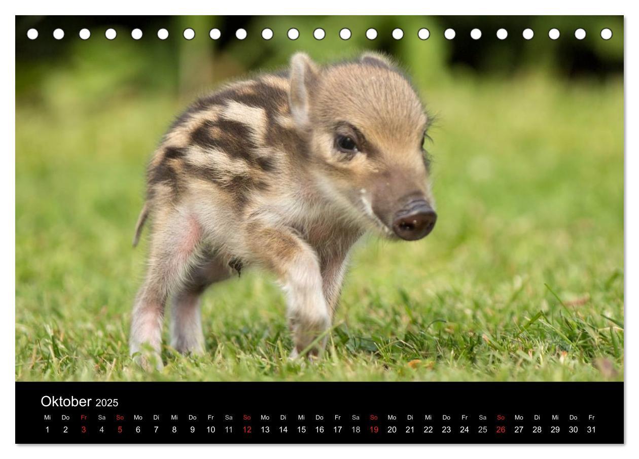 Bild: 9783435535682 | Kleine Schweinereien (Tischkalender 2025 DIN A5 quer), CALVENDO...