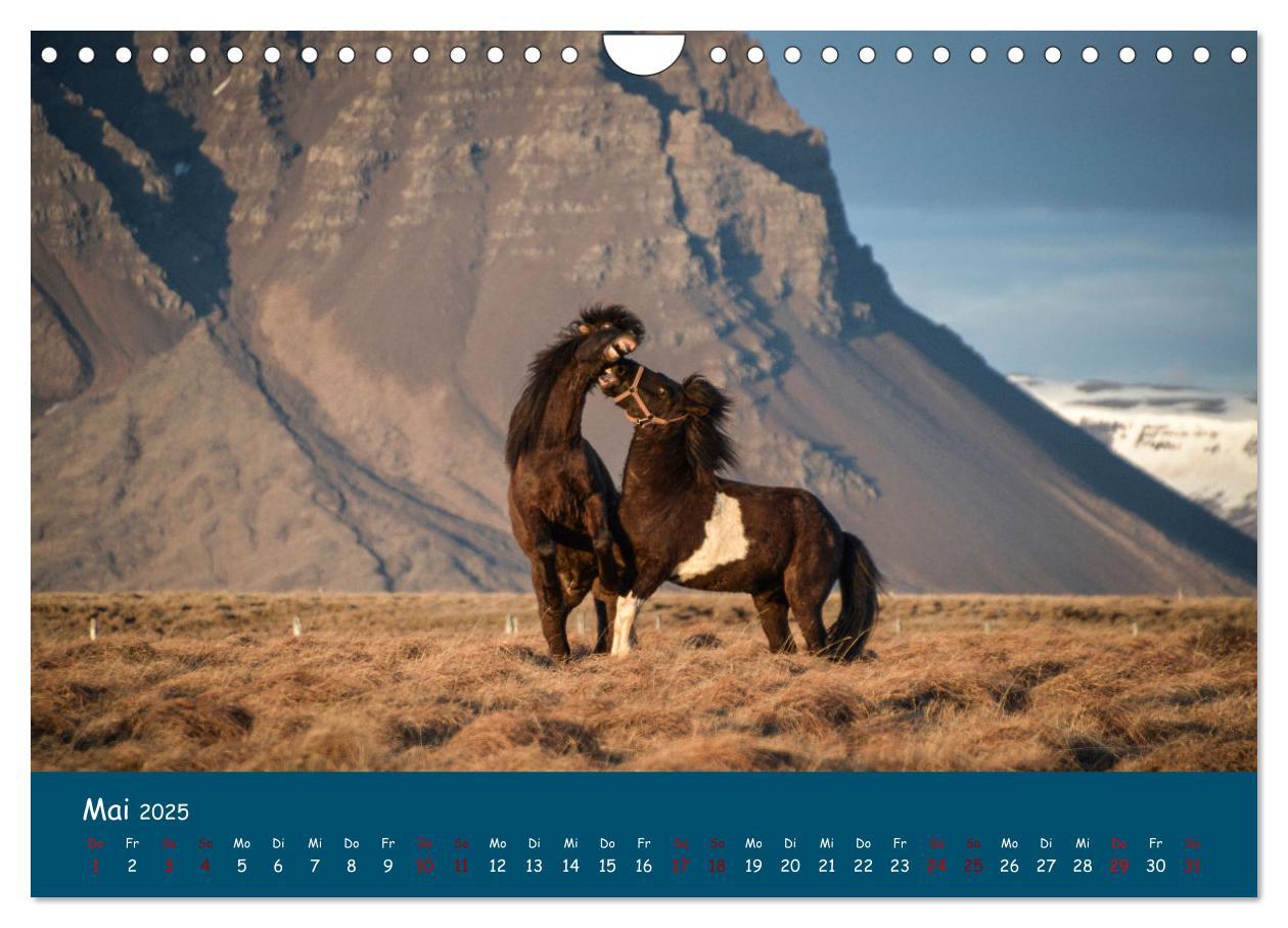 Bild: 9783435072293 | Das Islandpferd (Wandkalender 2025 DIN A4 quer), CALVENDO...