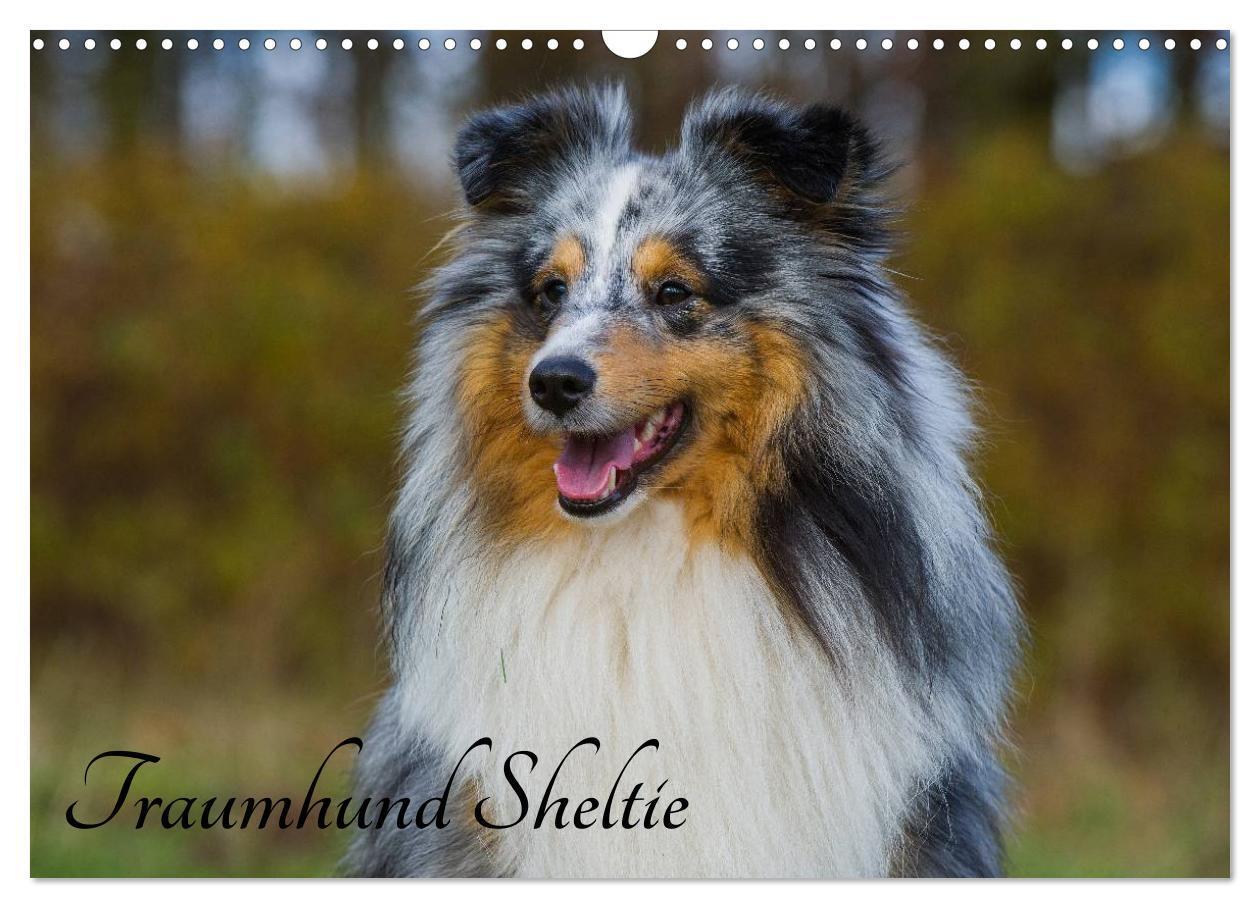 Cover: 9783435569564 | Traumhund Sheltie (Wandkalender 2025 DIN A3 quer), CALVENDO...