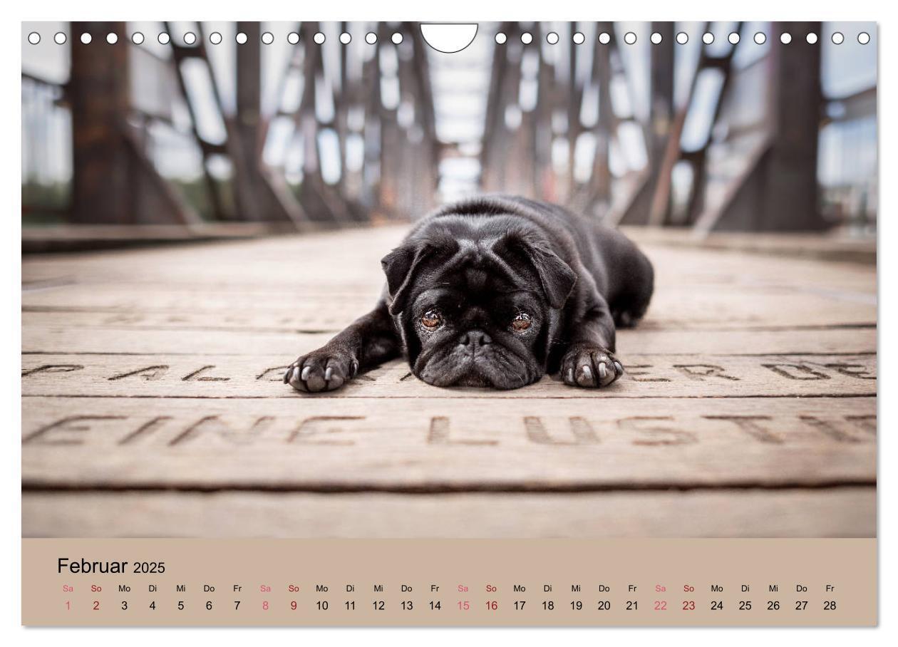 Bild: 9783435137749 | Diesel - ein mopsiges Leben (Wandkalender 2025 DIN A4 quer),...