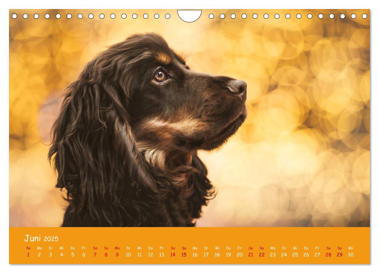 Bild: 9783435137305 | Elvis ein Engl. Cocker Spaniel wird Groß (Wandkalender 2025 DIN A4...