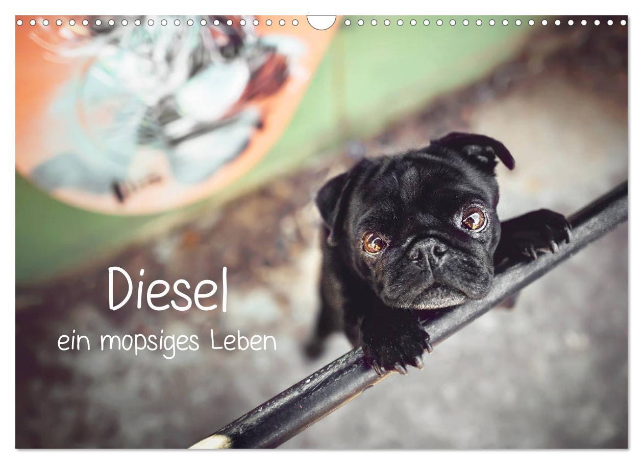 Cover: 9783435137282 | Diesel - ein mopsiges Leben (Wandkalender 2025 DIN A3 quer),...