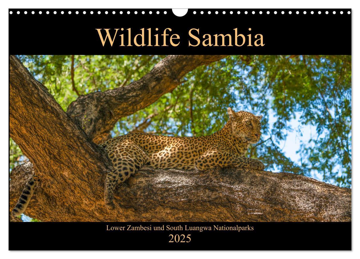 Cover: 9783435313198 | Wildlife Sambia (Wandkalender 2025 DIN A3 quer), CALVENDO...