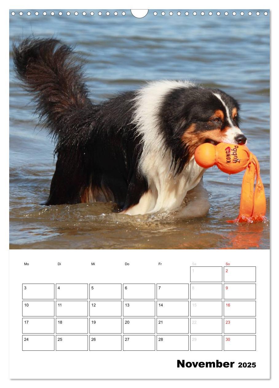 Bild: 9783457080207 | Australian Shepherd (Wandkalender 2025 DIN A3 hoch), CALVENDO...