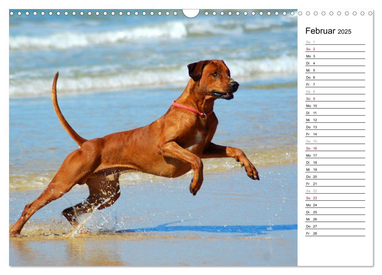 Bild: 9783435454617 | Rhodesian Ridgeback Terminkalender (Wandkalender 2025 DIN A3 quer),...